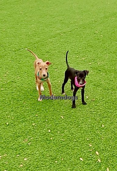 อิตาเลียน เกรย์ฮาวนด์ Italian Greyhound น้องชาย น้องสาว มีพร้อม รูปที่ 7