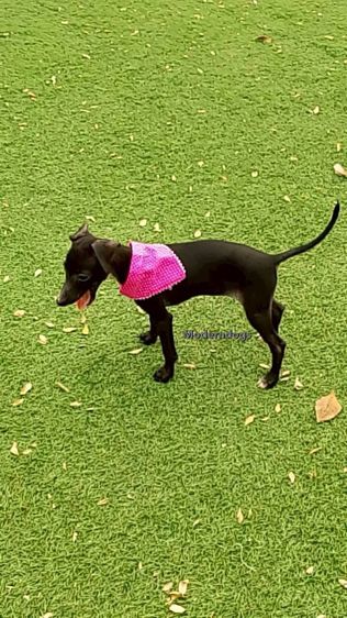 อิตาเลียน เกรย์ฮาวนด์ Italian Greyhound น้องชาย น้องสาว มีพร้อม รูปที่ 6