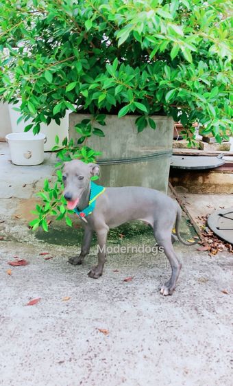 อิตาเลียน เกรย์ฮาวนด์ Italian Greyhound น้องชาย น้องสาว มีพร้อม รูปที่ 9