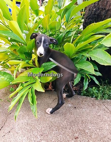 อิตาเลียน เกรย์ฮาวนด์ Italian Greyhound น้องชาย น้องสาว มีพร้อม รูปที่ 8