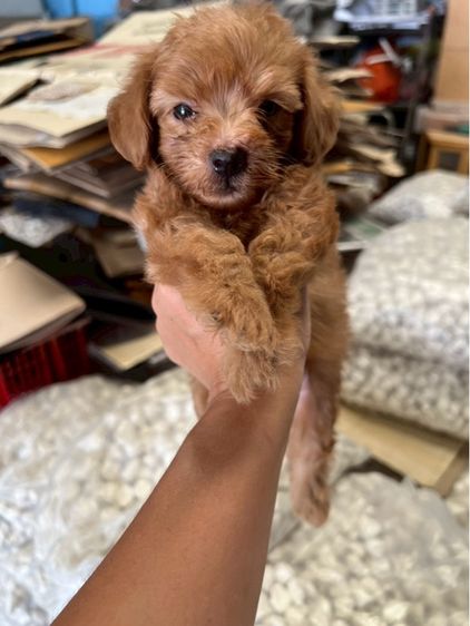 พุดเดิ้ล (Poodle) กลาง พุดเดิัลแท้ เพศผู้ 