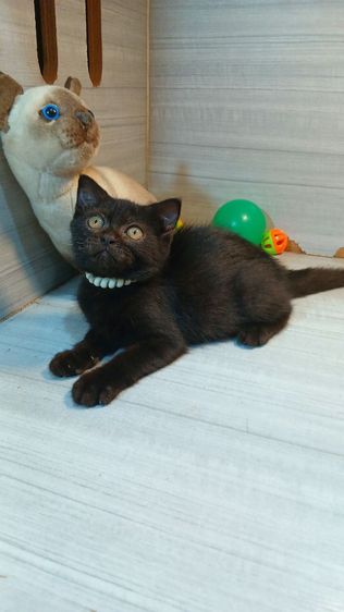 สก็อตติช โฟลด์ (Scottish Fold) แมวสก้อตติชสีดำ หูพับดีด เพศเมีย อายุ2เดือน คะวัคซีนแล้ว1เข็มก่อนย้ายตรวจหัดแมวฟรีรับประกันเอดส์แมวกับรูคีเมียคะ