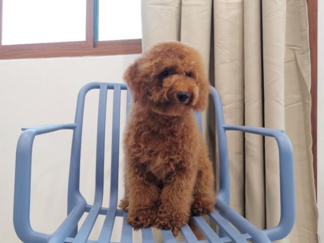 พุดเดิ้ล (Poodle) กลาง ลูกสาว หมีหมี 

MiniturePoodle 