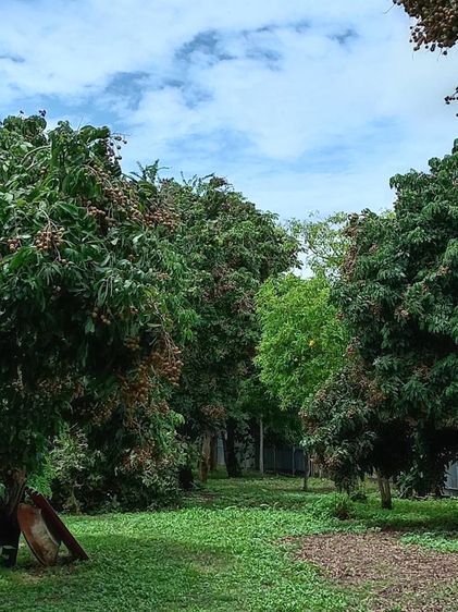 ใช่ ขายสวนผลไม้ รูปที่ 4
