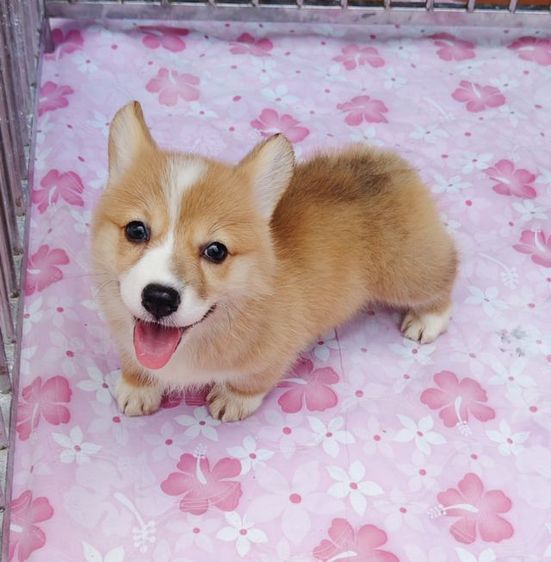 เด็กๆคอร์กี้ พร้อมย้ายบ้านได้เลยครับ