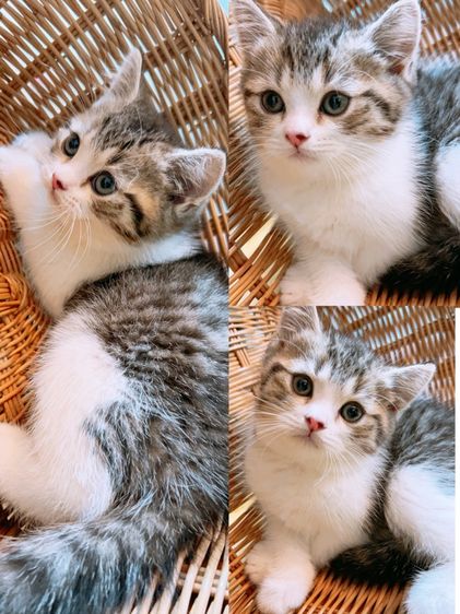 สก็อตติช โฟลด์ (Scottish Fold) แบ่งเลี้ยง ลูกแมวสกอตติช แท้