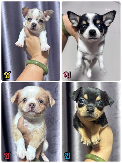 ชิวาวา (Chihuahua) เล็ก ชิวาว่า