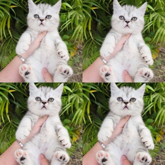 สก็อตติช โฟลด์ (Scottish Fold) สก็อตติชแท้