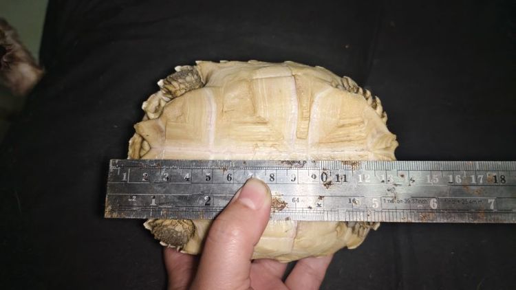 เต่าซูคาต้า รูปที่ 3