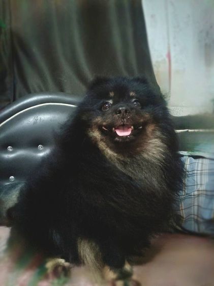 หาบ้านให้น้องปอมตัวผู้อายุ1ปี4เดือนขนแน่นๆพดีไม่มีเวลาให้น้องรมารับเองนวมินทร์74