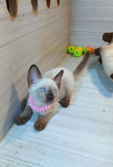 วิเชียรมาศ (Siamese Cat) แมววิเชียรมาศ เพศเมียก่อนย้ายตรวจหัดแมวฟรีรับประกันเอดส์แมวกับรูคีเมียคะ