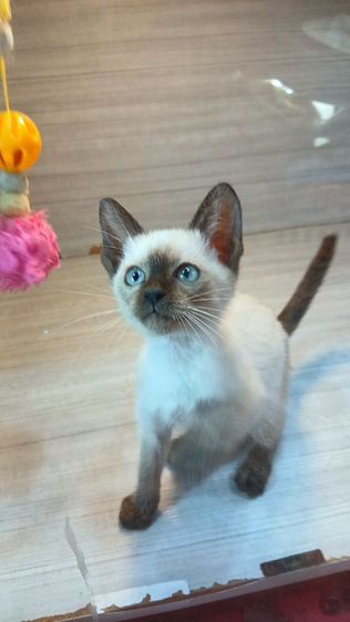 แมววิเชียรมาศ เพศเมียก่อนย้ายตรวจหัดแมวฟรีรับประกันเอดส์แมวกับรูคีเมียคะ