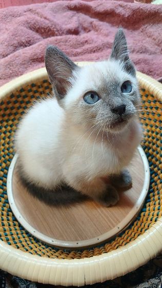 แมววิเชียรมาศ สีบลูพ้อยท์ เพศเมีย ก่อนย้ายตรวจหัดแมวฟรีรับประกันเอดส์แมวกับรูคีเมียคะ รูปที่ 2