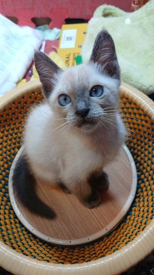 แมววิเชียรมาศ สีบลูพ้อยท์ เพศเมีย ก่อนย้ายตรวจหัดแมวฟรีรับประกันเอดส์แมวกับรูคีเมียคะ รูปที่ 3