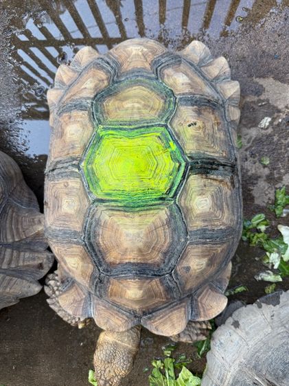 เต่าซูคาต้า 