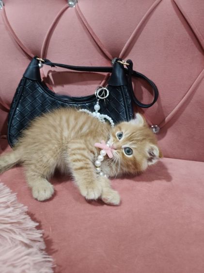 เด็กชายสก็อตติช สีส้ม 🏡🏠😻🥰🎉 รูปที่ 4