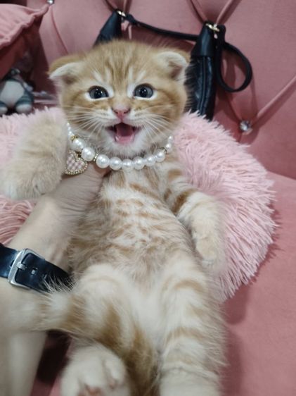 เด็กชายสก็อตติช สีส้ม 🏡🏠😻🥰🎉 รูปที่ 11