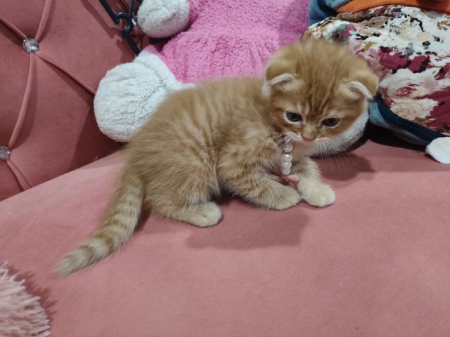 เด็กชายสก็อตติช สีส้ม 🏡🏠😻🥰🎉 รูปที่ 7