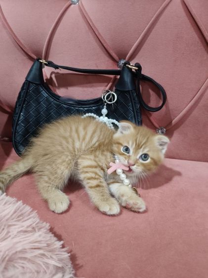 เด็กชายสก็อตติช สีส้ม 🏡🏠😻🥰🎉 รูปที่ 2