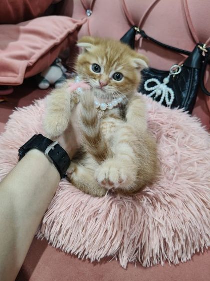 เด็กชายสก็อตติช สีส้ม 🏡🏠😻🥰🎉 รูปที่ 12
