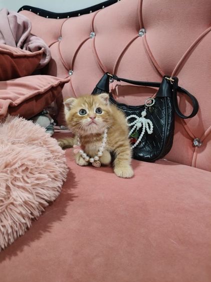 เด็กชายสก็อตติช สีส้ม 🏡🏠😻🥰🎉 รูปที่ 6