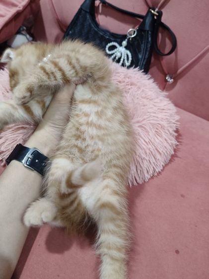 เด็กชายสก็อตติช สีส้ม 🏡🏠😻🥰🎉 รูปที่ 13