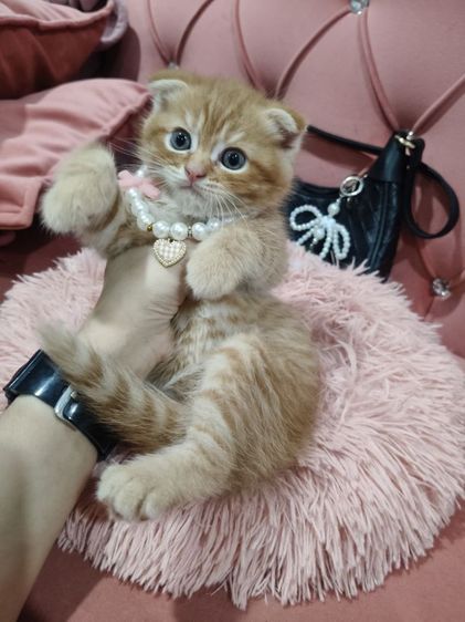เด็กชายสก็อตติช สีส้ม 🏡🏠😻🥰🎉 รูปที่ 10