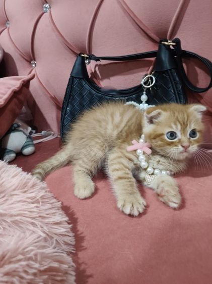 เด็กชายสก็อตติช สีส้ม 🏡🏠😻🥰🎉