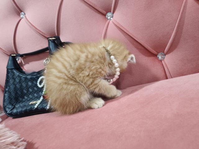 เด็กชายสก็อตติช สีส้ม 🏡🏠😻🥰🎉 รูปที่ 8