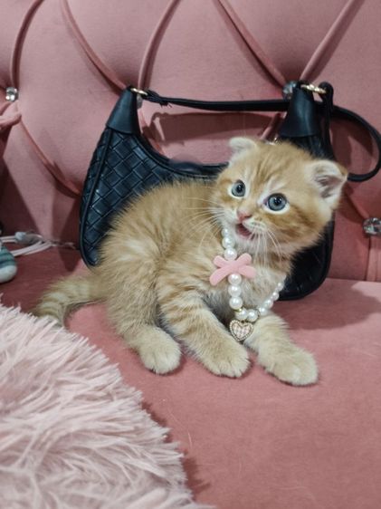 เด็กชายสก็อตติช สีส้ม 🏡🏠😻🥰🎉 รูปที่ 3