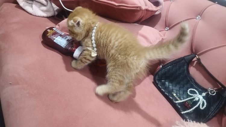 เด็กชายสก็อตติช สีส้ม 🏡🏠😻🥰🎉 รูปที่ 5