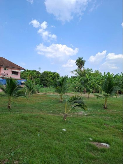 ไม่ใช่ ที่ดิน ติดถนนราชพฤกษ์ รูปที่ 3