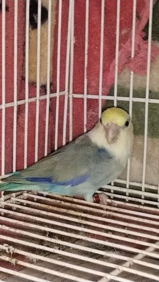 นกฟอพัส รูปที่ 2