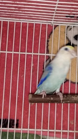 นกฟอพัส รูปที่ 5