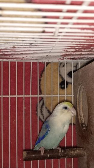 นกฟอพัส รูปที่ 4