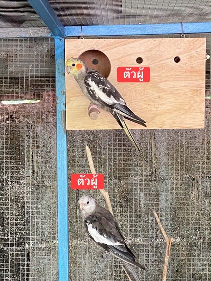 คอกคาเทล พ่อพันธุ์ ค็อกคาเทล พร้อมทำ