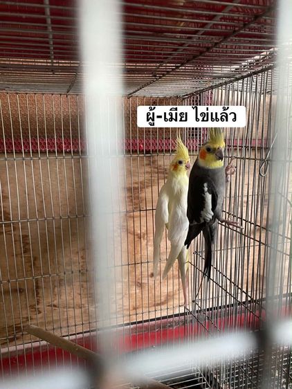 คอกคาเทล พ่อแม่พันธุ์ ค็อกคาเทล