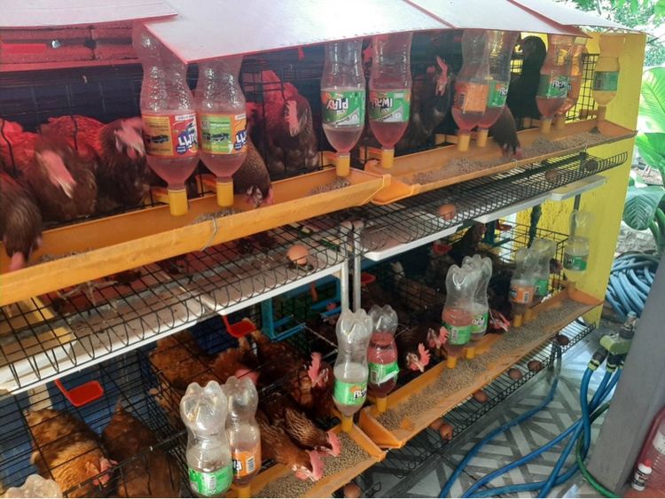 กรง คอกและประตู กรงไก่มือสอง 2ชั้น