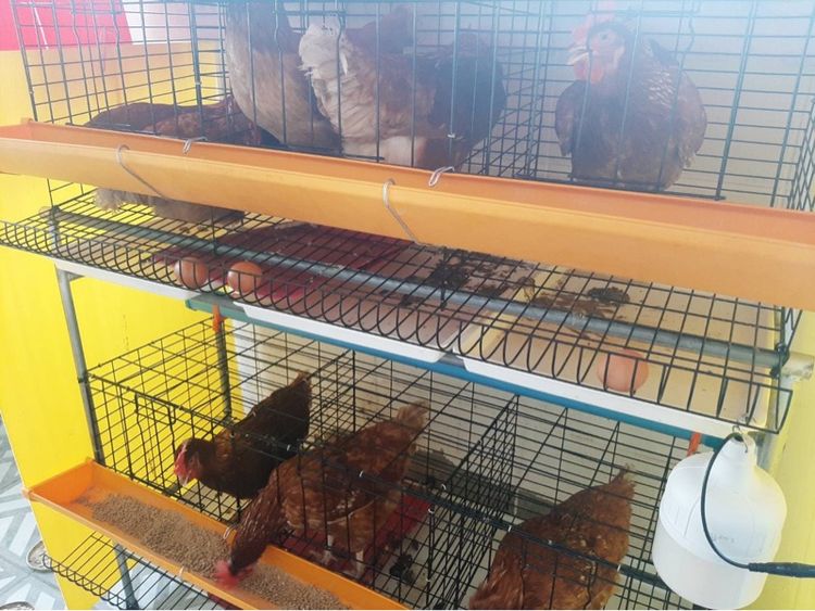 กรงไก่มือสอง 2ชั้น รูปที่ 2
