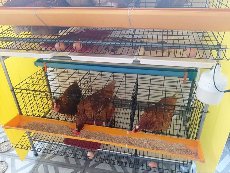 กรงไก่มือสอง 2ชั้น รูปที่ 3