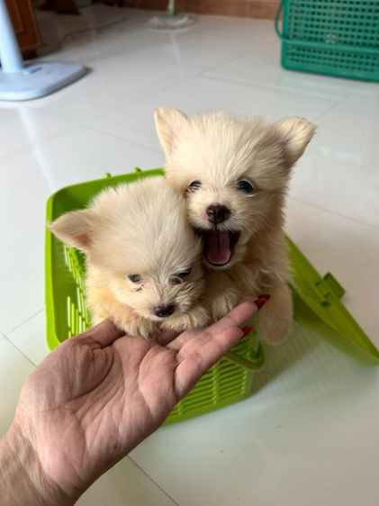 ปอมผสมชิสุ รูปที่ 4