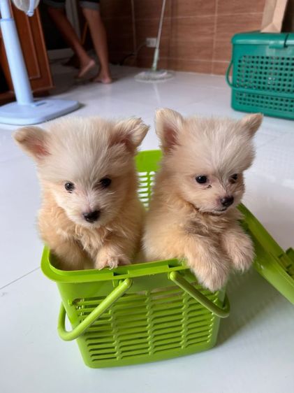 ปอมผสมชิสุ รูปที่ 2