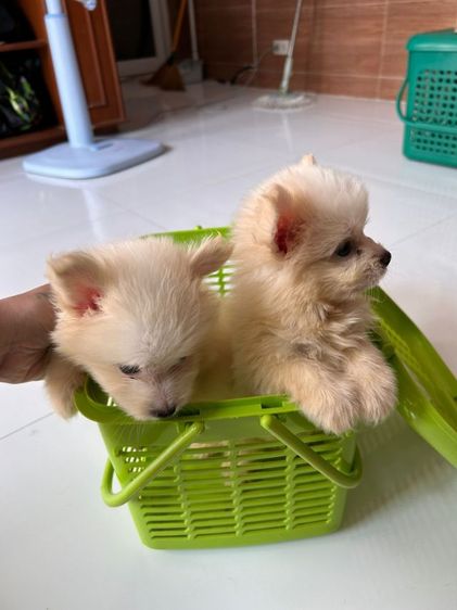 ปอมผสมชิสุ รูปที่ 3