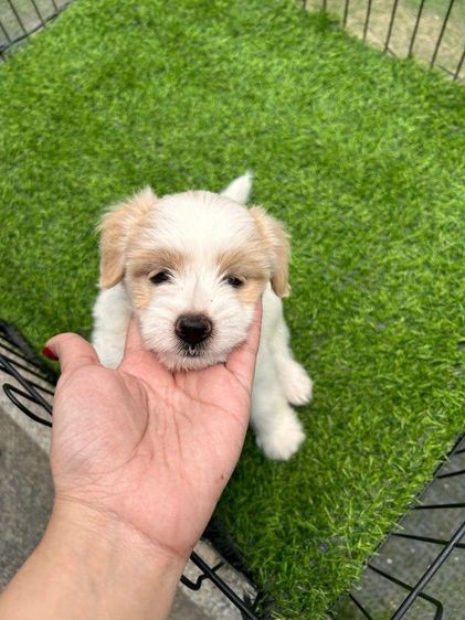 ชิสุพุดเดิ้ล รูปที่ 4