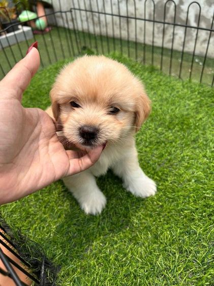 ชิสุพุดเดิ้ล รูปที่ 3