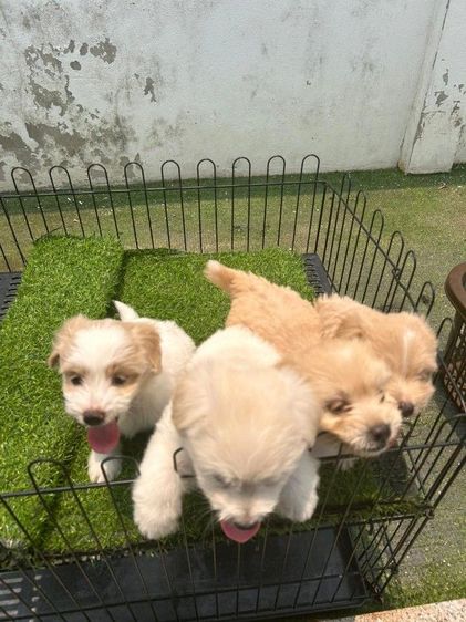 ชิสุพุดเดิ้ล