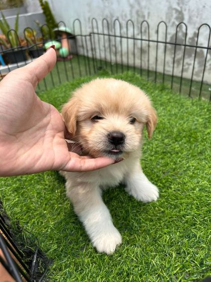 ชิสุพุดเดิ้ล รูปที่ 5