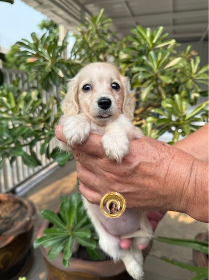 ดัชชุน (Dachshund) เล็ก ดัชชุน ขนยาว