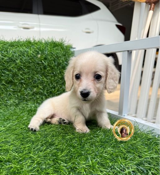 ดัชชุน ขนยาว รูปที่ 2