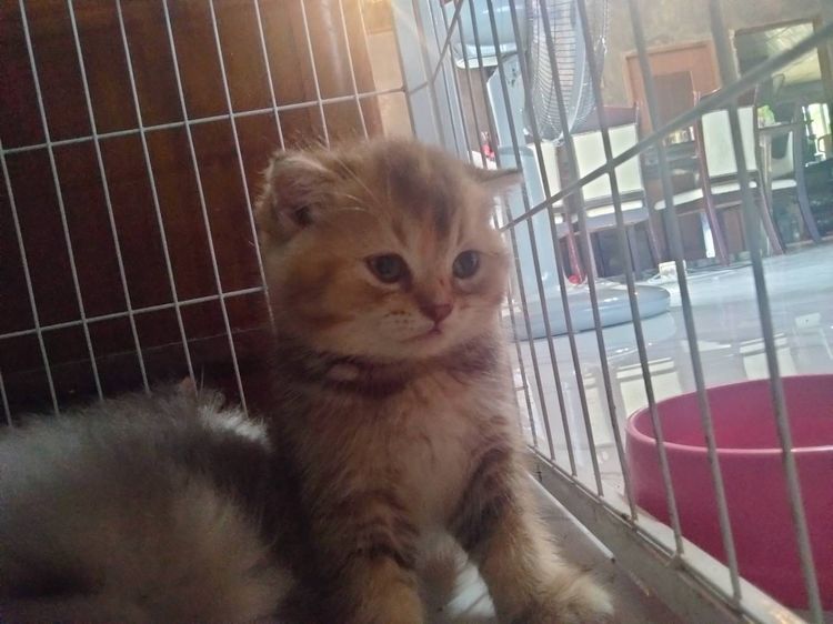 สก๊อตติชผสม รูปที่ 2